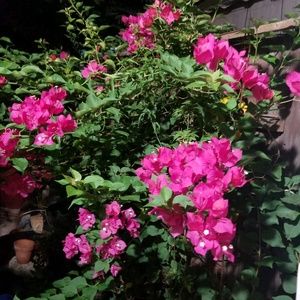 Meet your Posher, Debbie